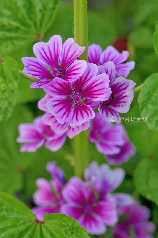 通常是Mallow / Malva Mauritiana / Malva Sylvestris